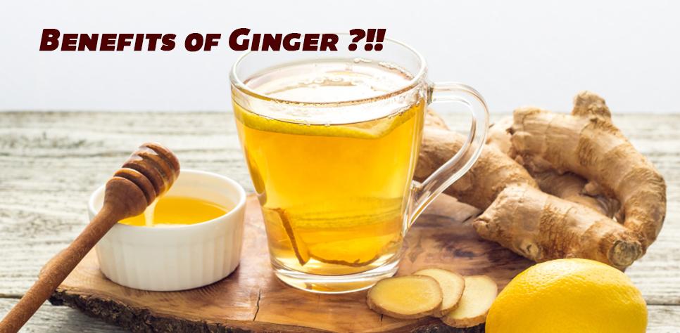 Ginger EN